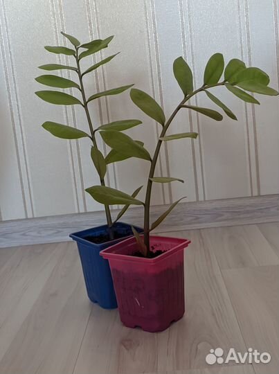 Замиокулькас