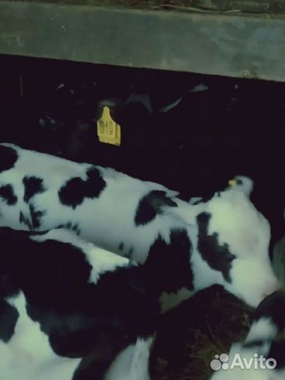 Бычки и телята