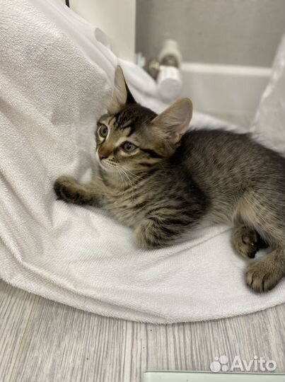 Котик с прививками