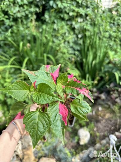 Альтернатера