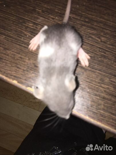 Новорожденные крысята дамбо бронь