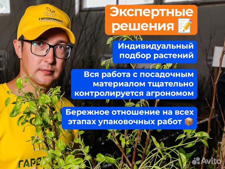 Саженцы груши оптом. Саженцы 2 года