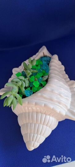 Седум Моргана. Готовое кашпо