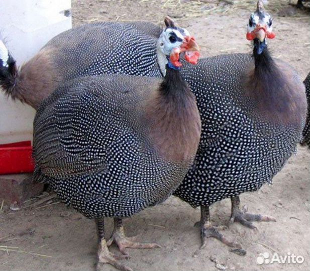 Цесарка цепляты