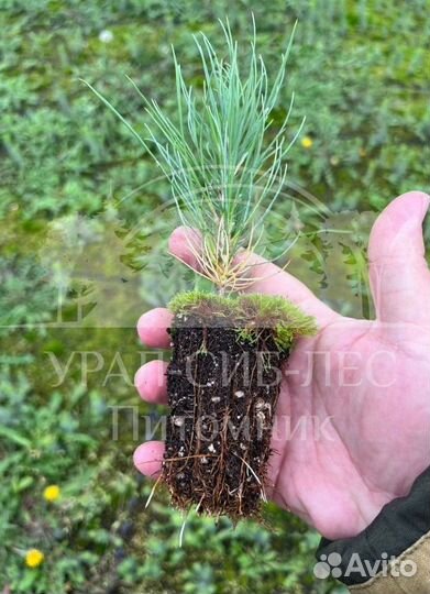 Предзаказ Голубая ель зкс сеянцы
