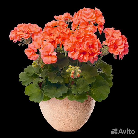 Комнатные цветы