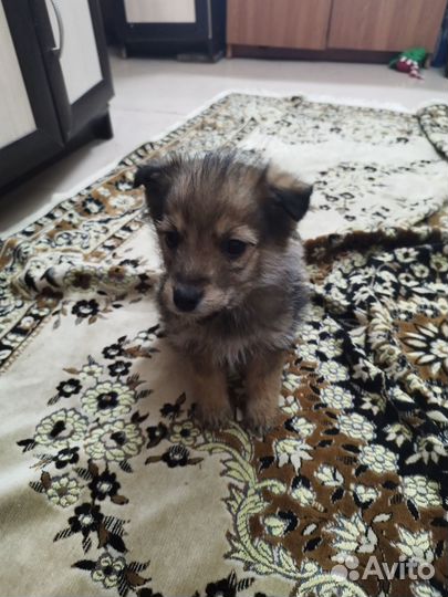 Собаки щенки