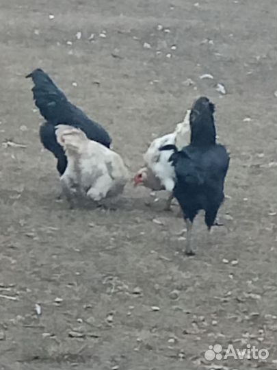 Молодые петухи