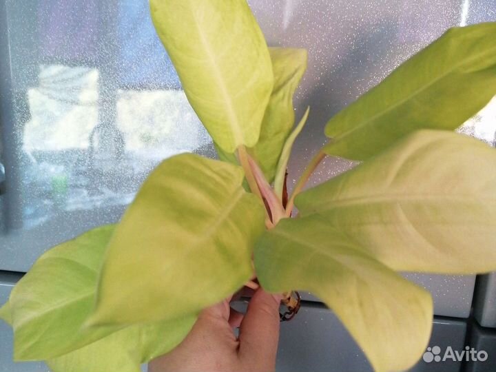 Филодендрон Империал ред Атом Moonlight