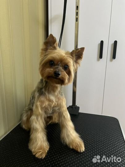 Груминг, стрижка собак и кошек