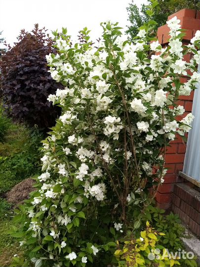 Жасмин махровый. Чибушник