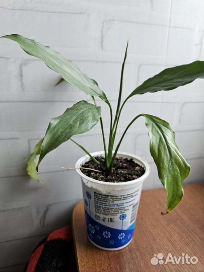 Спатифиллум несколько штук