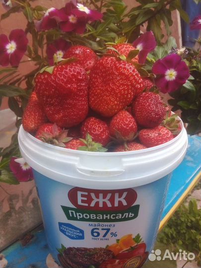 Виктория рассада