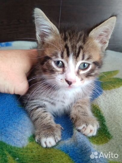 Отдам котят