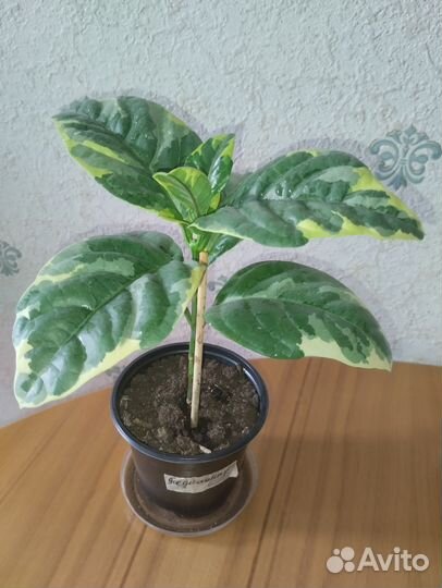 Педилантус