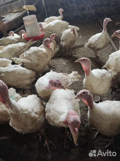 Индюшата утяжеленый крос