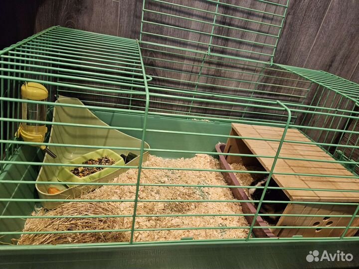 Передержка животных: грызунов, птиц,рыбок,растений