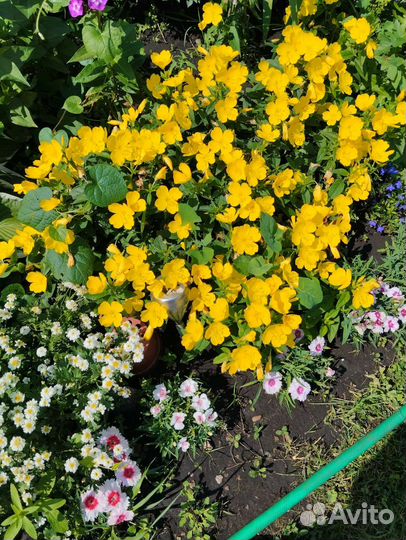 Флокс. Энотера