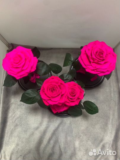 Роза в колбе оптом