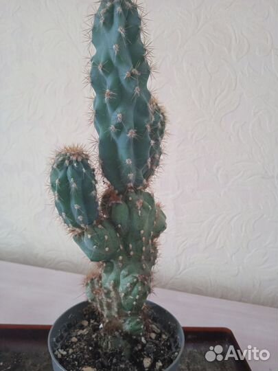 Кактус цереус