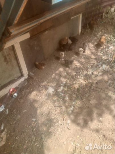 Цыплята бройлеры и несушки