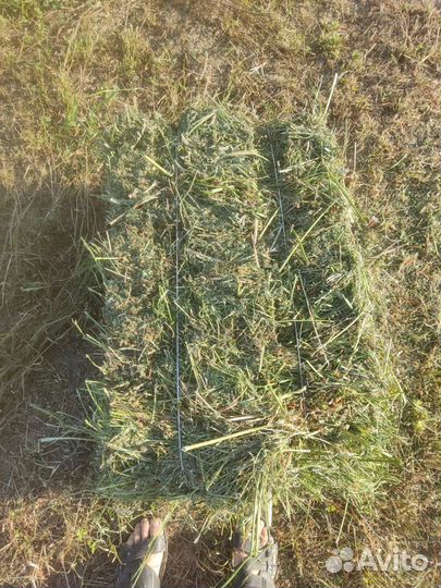 Люцерна сено