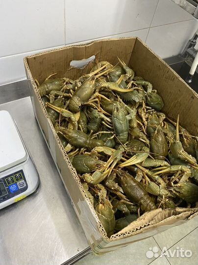 Раки вареные и живые