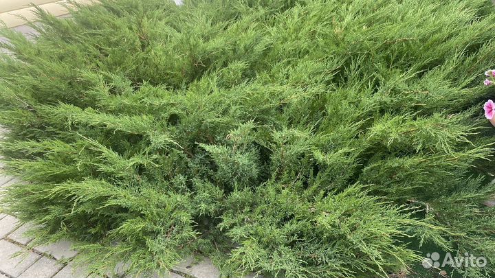 Можжевельник казацкий