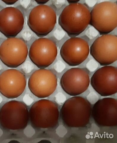 Инкубационное яйцо кур объявление продам