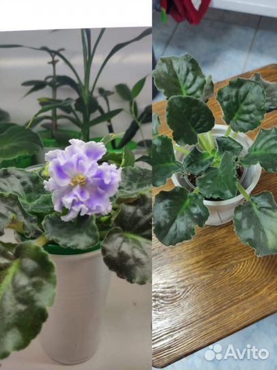 Фиалка в горшках