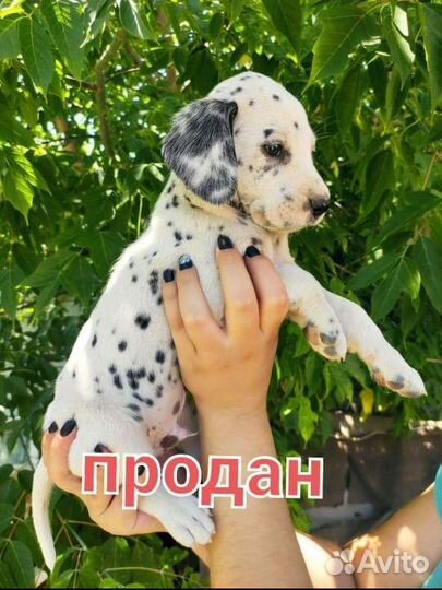 Щенки далматина
