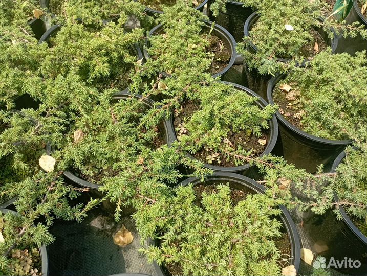 Можжевельник Грин Карпет