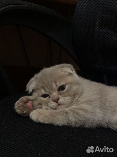 Британские котята