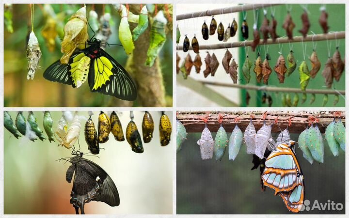 Опт Тропические куколки