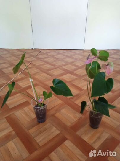 Антуриум Кавалли