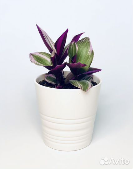 Традесканция Нанук