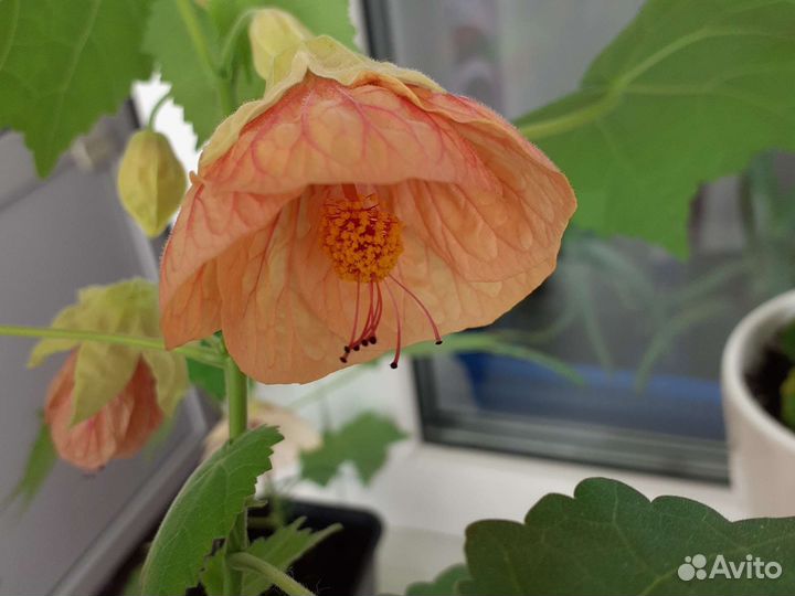 Абутилон органза комнатный клен