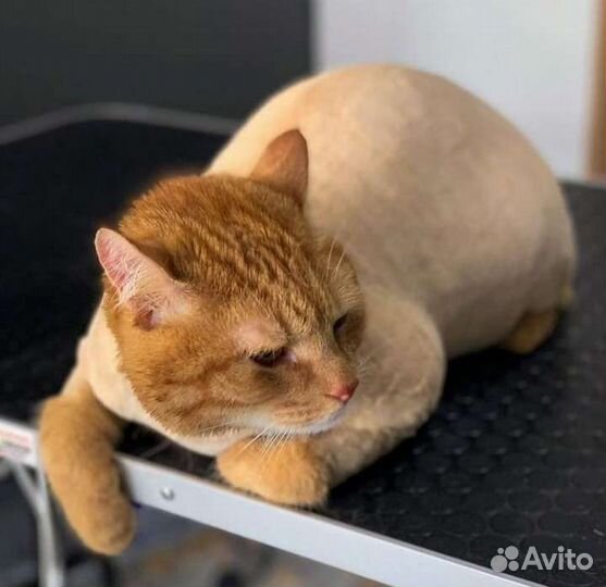 Грумминг, стрижка собак и кошек