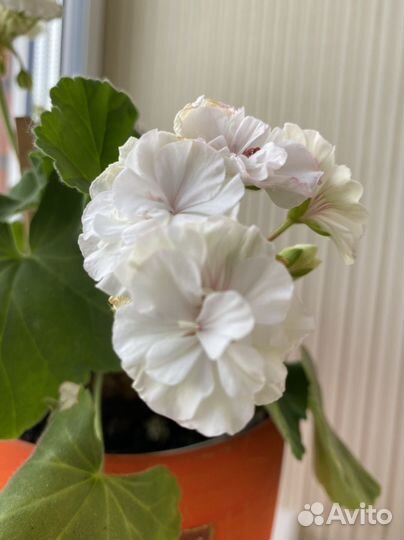 Пеларгония герань