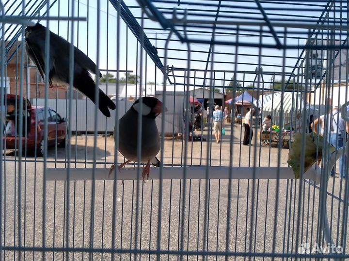 Продам попгачиков и амадинов есть клетки