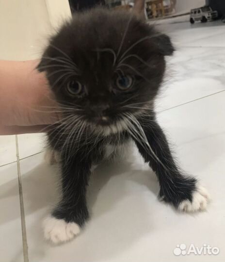 Котята в добрые руки даром