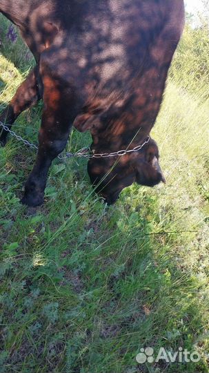 Тёлка стельная