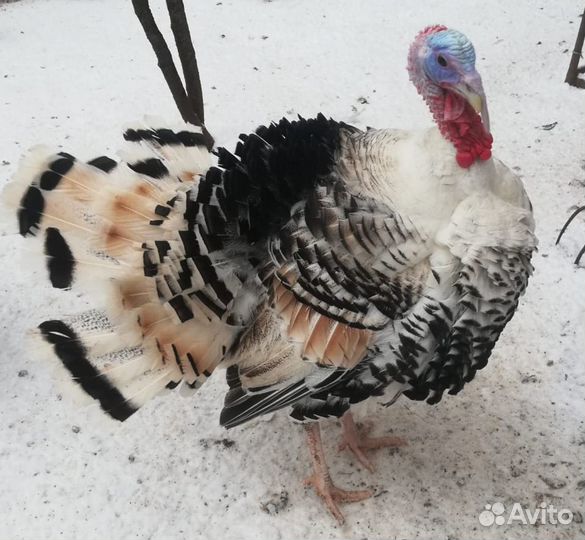 Индюки, петухи