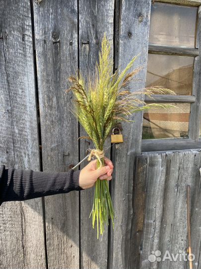 Букет Пшеницы