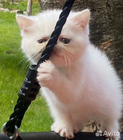 Экзотическая