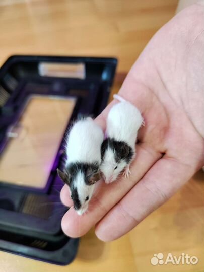 Декоративные японские карликовые мышки