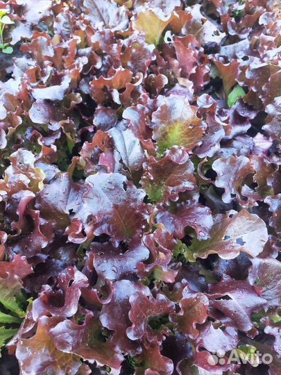 Зелень дачная