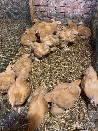 Куры кохинхины