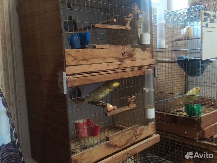 Кеноры самцы