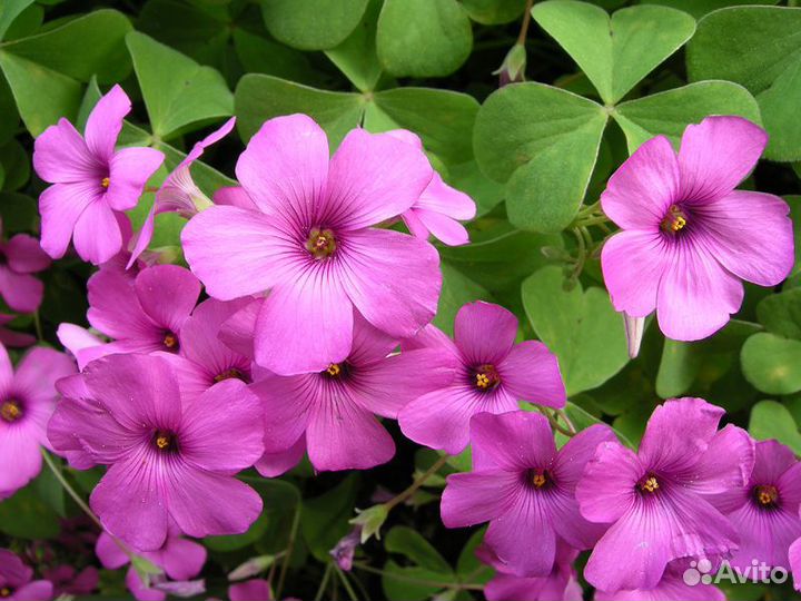 Кислица Розовая (оксалис)